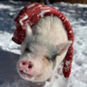 Meet your Posher, Brandi